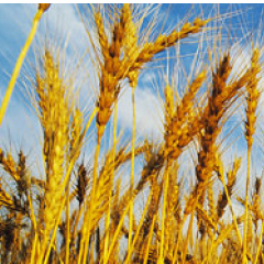 Wheat