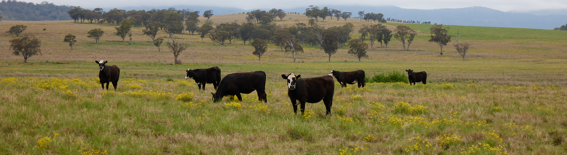 Cows in a field