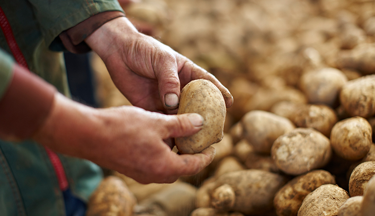 Ingrédients – pommes de terre