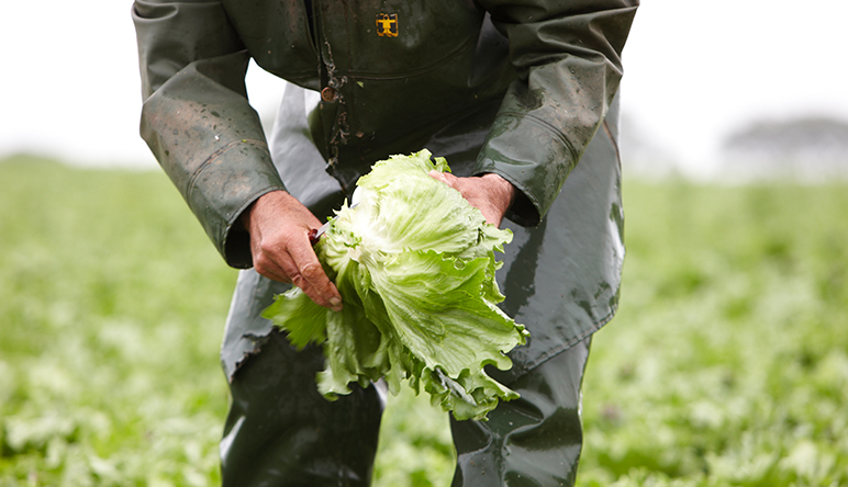 Zutaten – Salat