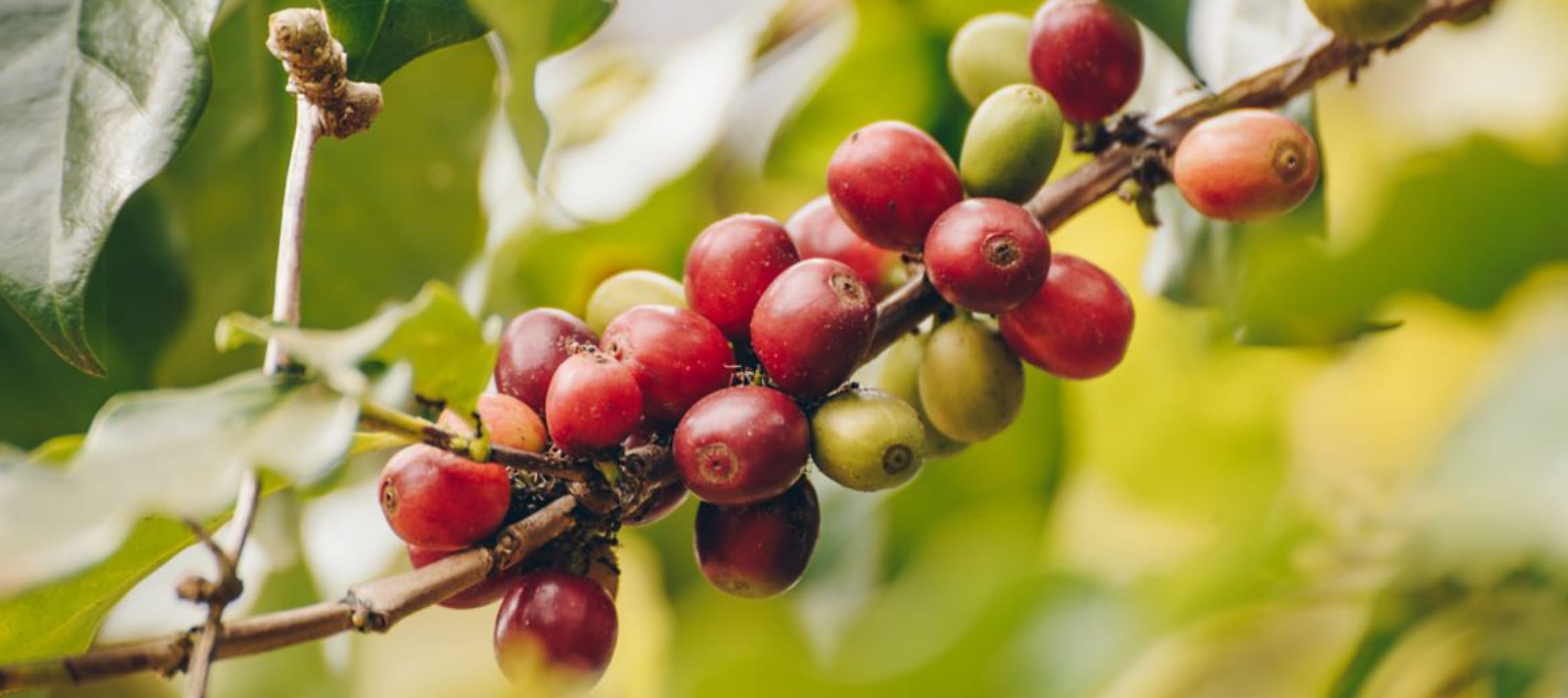 La qualité du grain fait celle du café