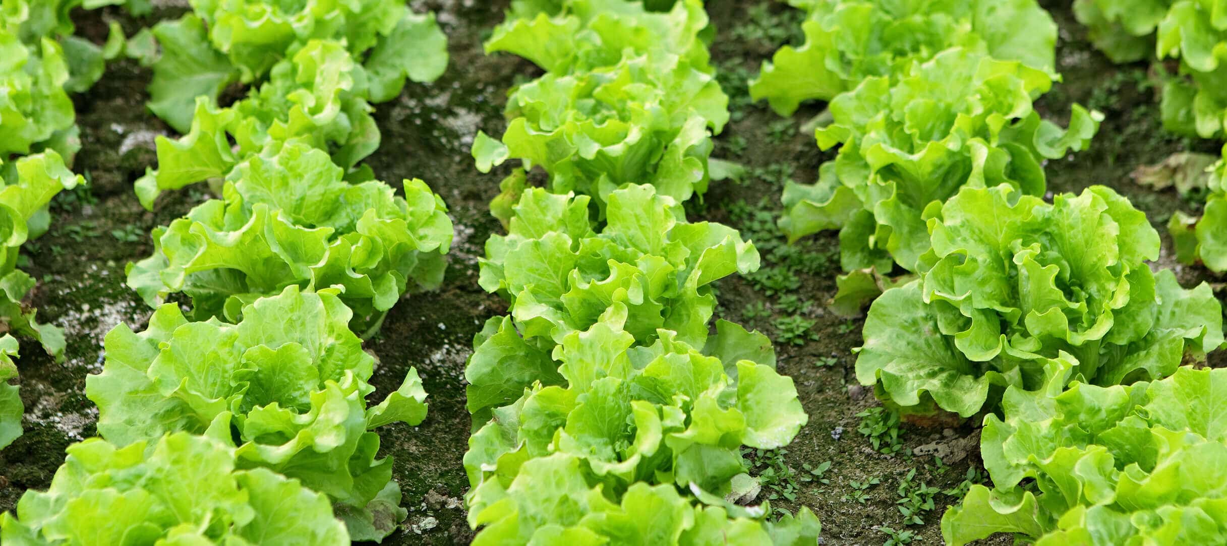 insalata verde di mcdonalds