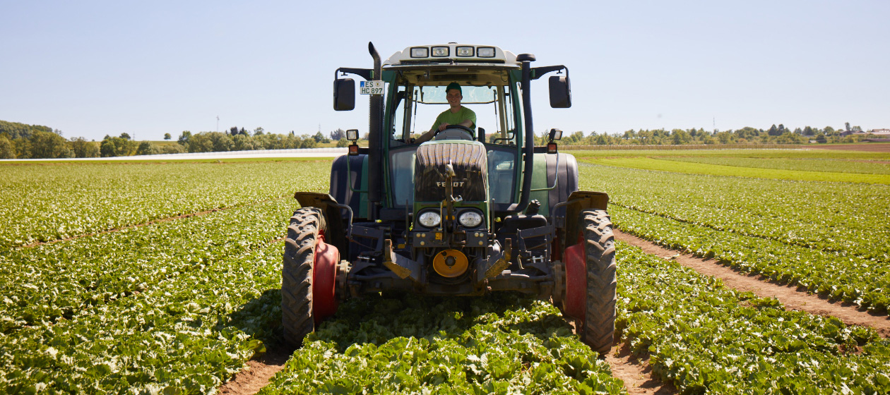 Ein Traktor fährt über ein Salatfeld