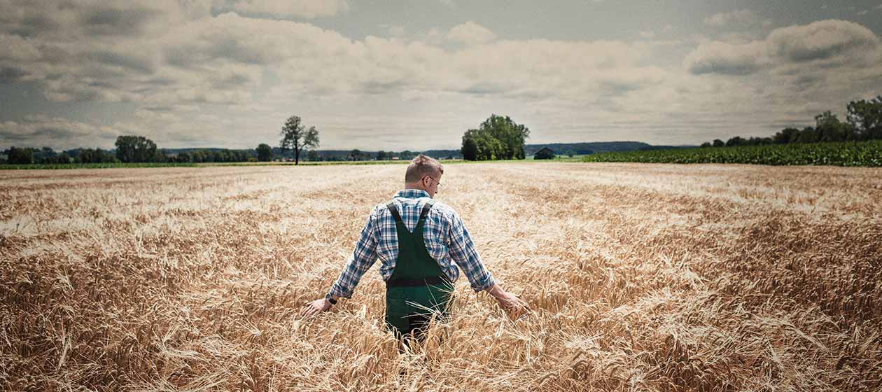 Ein Landwirt prüft das Getreide auf dem Feld