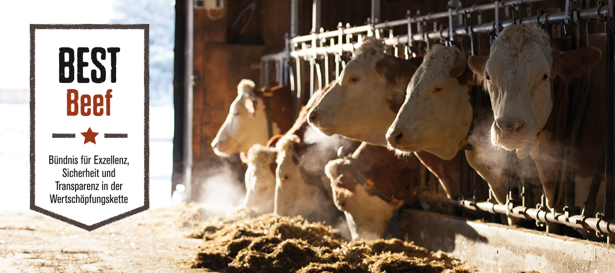 Best Beef Kühe
