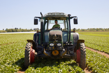 Ein Traktor fährt über ein Salatfeld