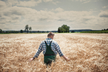 Ein Landwirt prüft den Weizen auf dem Feld