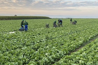 Ein Salatfeld, das gerade geernet wird