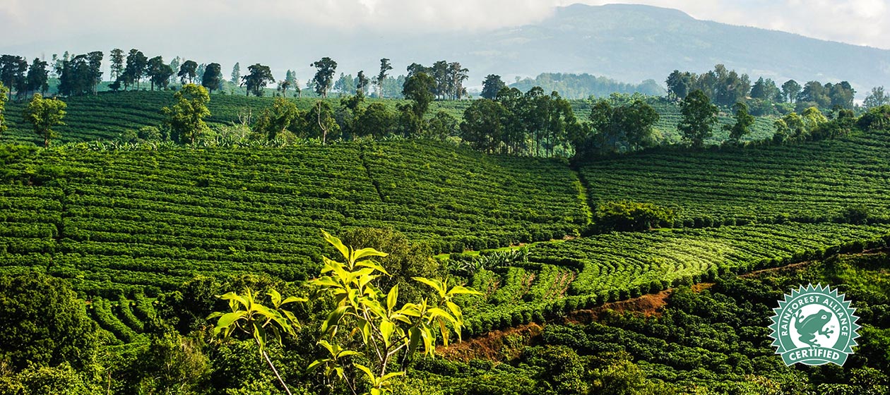 Image of Rainforest Alliance Coffee growing