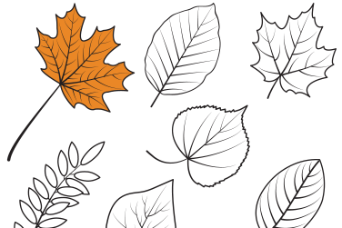 Four different leaves to be coloured.