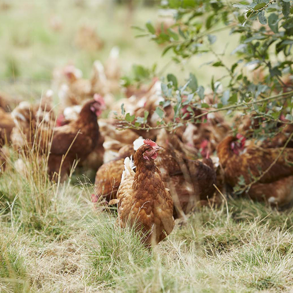 Free range hens walking through a hedgerow