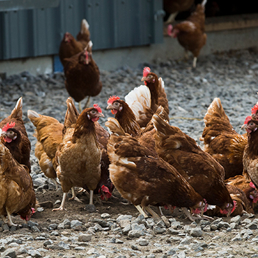 Image of free range eggs