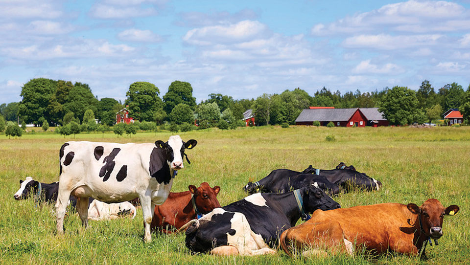 Mindre antibiotika till djur