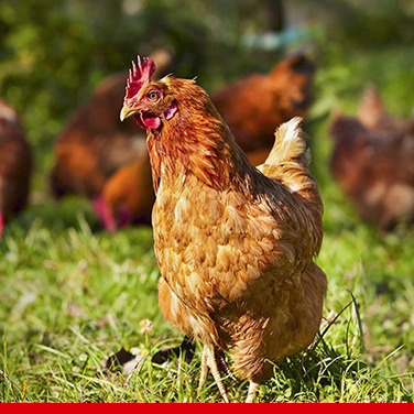 A chicken outside enjoying the sun.