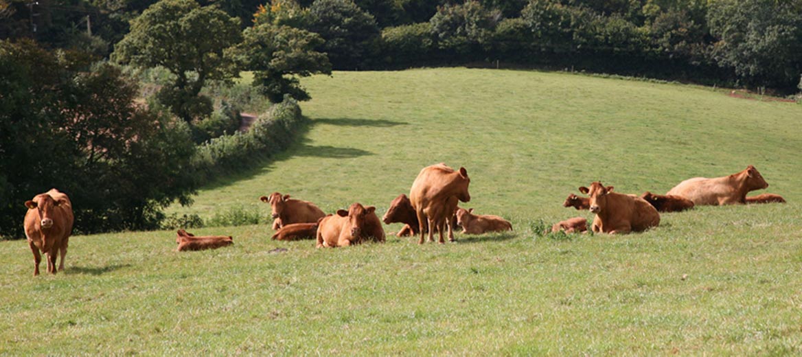 Image of cows in a field. 