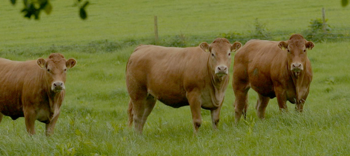 Three cows pictured in a field.