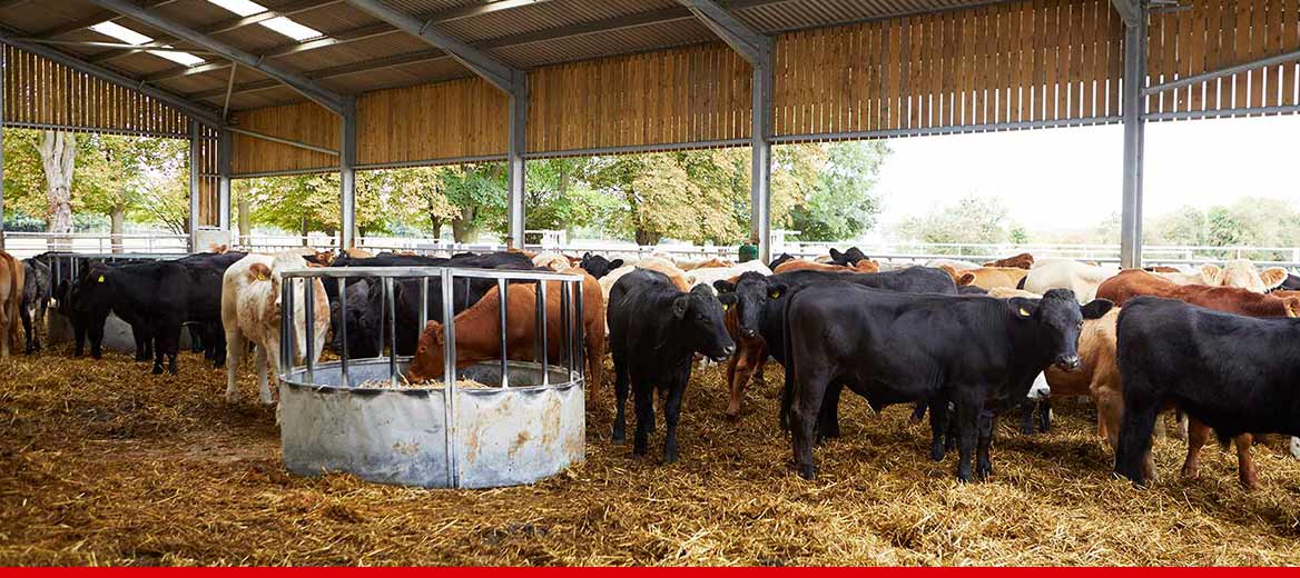 Image of cows grazing in hay in a barn.