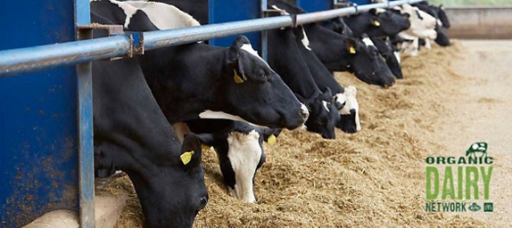 Row of cows eating hay with the organic dairy network logo.