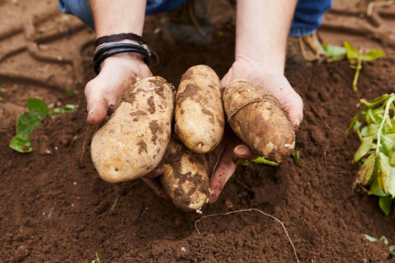 Hands holding three potatoes.